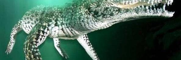 A Cuban crocodile swimming underwater