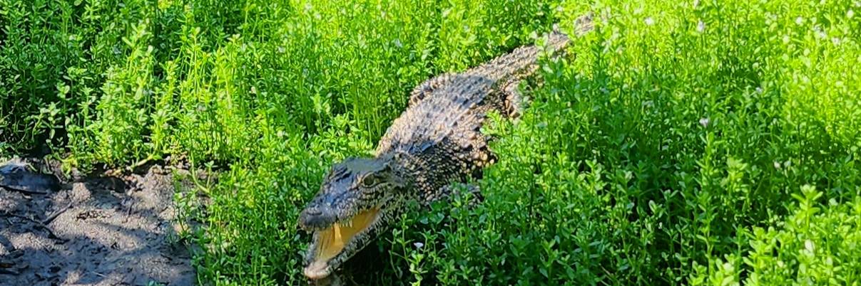 A Cuban Crocodile in the Zapata Swampland near the Bay of Pigs, Cuba
