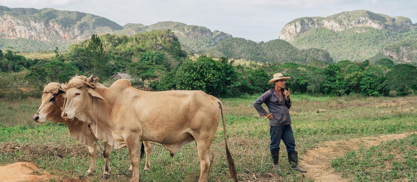 A farmer with his oxen in the Vinales Valley, Cuba