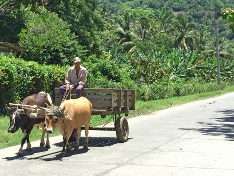 A man driving his oxen along a road near the town of Baracoa in Cuba 