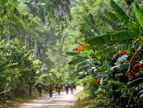A man with horses carrying recently harvested bananas near Baracoa in Cuba