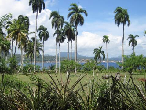 A view of Yunke mountain through a stand of Royal palms and across the ocean in Baracoa, Cuba
