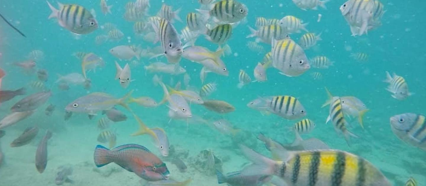 Um cardume de peixes em Playa Girón, Cuba
