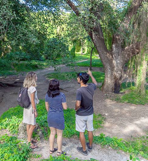 Green Havana Green Havana