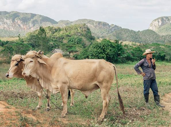 In Cuba is Killing a Cow Worse Than a Person A pair of oxen in the Vinales valley, Cuba