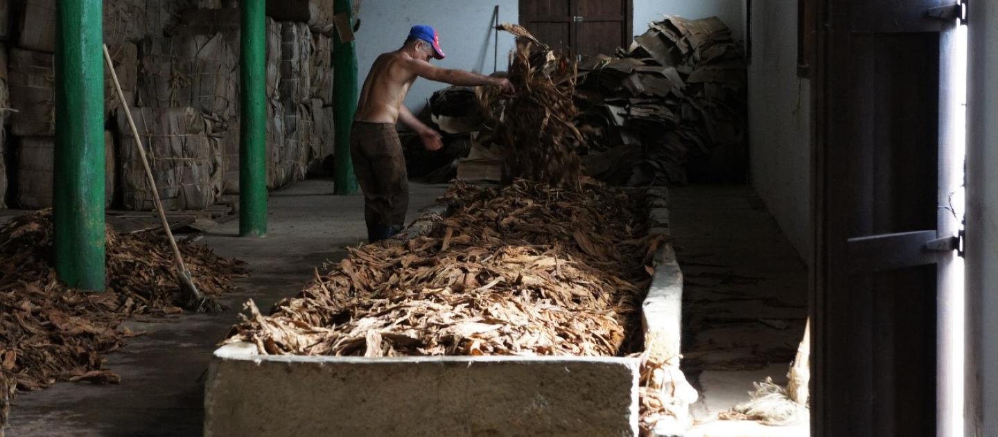 a tobacco sorter