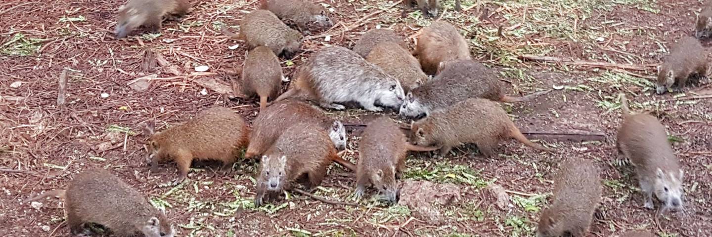Jutias in captivity in the backyard of a house in Playa Giron, Bay of Pigs, Cuba