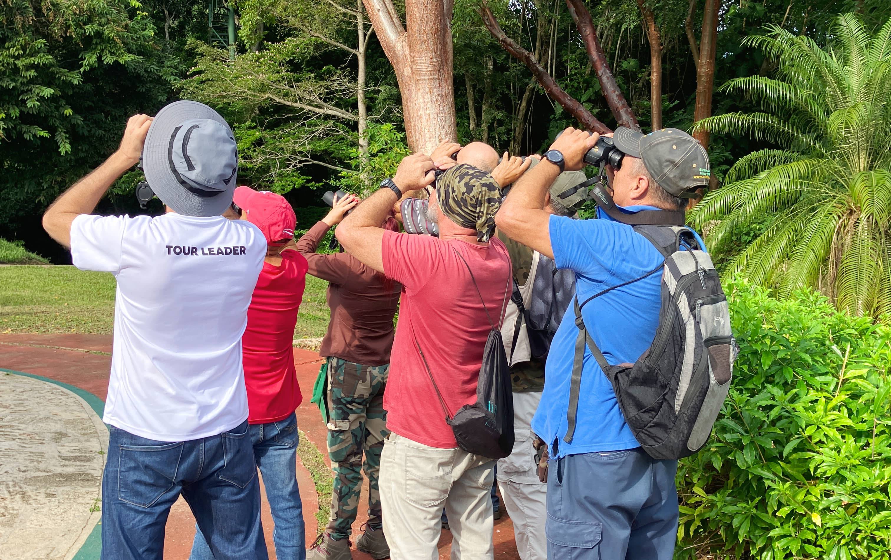 Local Cuban birdwatching guides observing Birdwatching guides in Cuba
