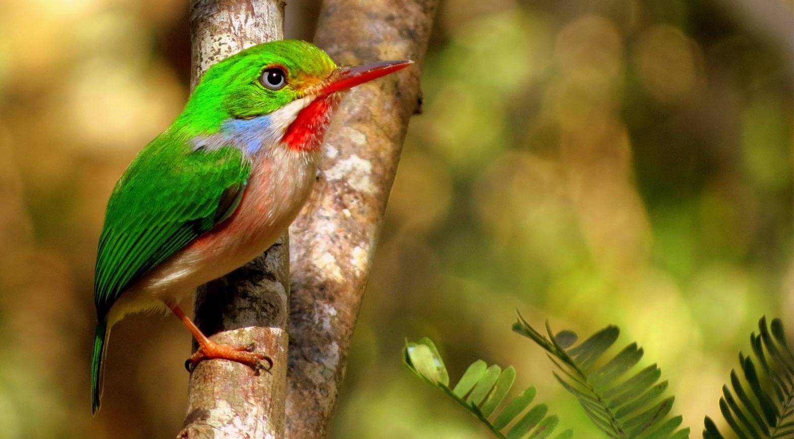 The Cuban Tody, Todus mulitcolor, is one of Cuba’s endemic bird species. The Cuban Tody, Todus mulitcolor