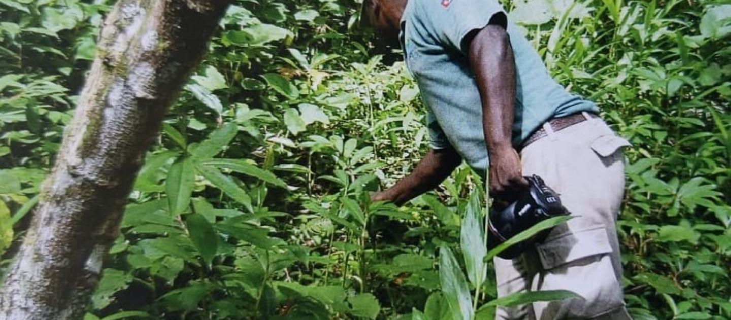 Omar investigates a plant in a sea of green leaves