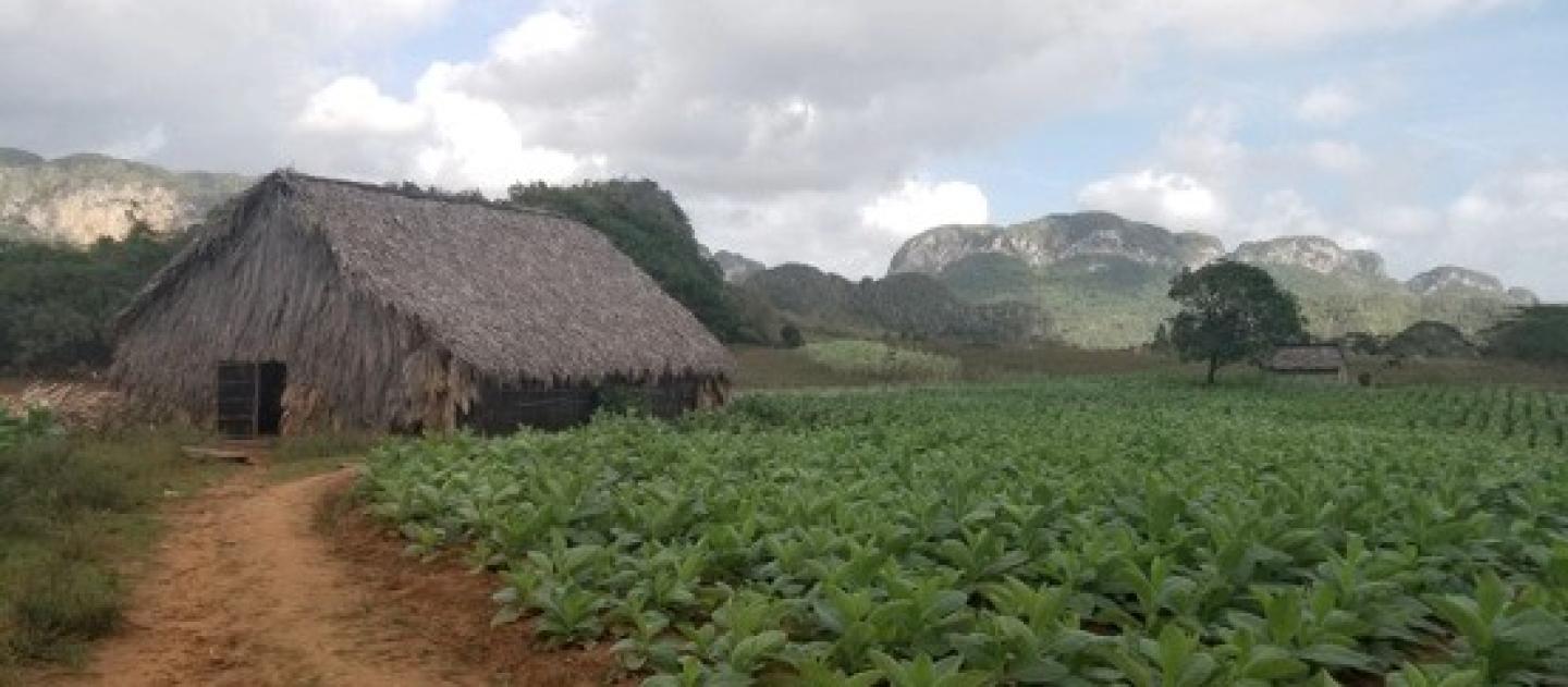 thatched building in a lush green field of tobacco leaves